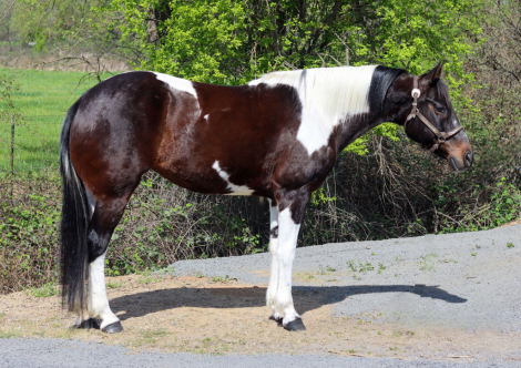 HorseID: 2310755 Emma - PhotoID: 1095434