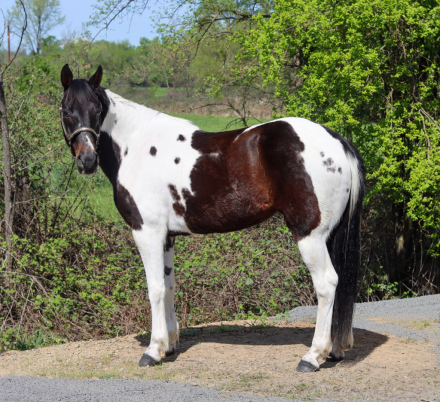 HorseID: 2310755 Emma - PhotoID: 1095435