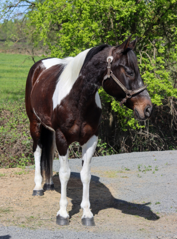 HorseID: 2310755 Emma - PhotoID: 1095436