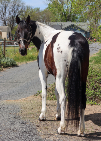 HorseID: 2310755 Emma - PhotoID: 1095437