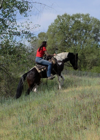 HorseID: 2310755 Emma - PhotoID: 1095439