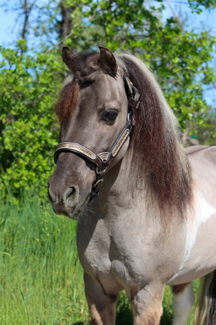 HorseID: 2310756 Poncho - PhotoID: 1095440