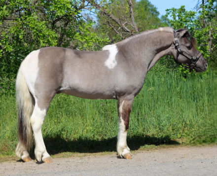 HorseID: 2310756 Poncho - PhotoID: 1095441