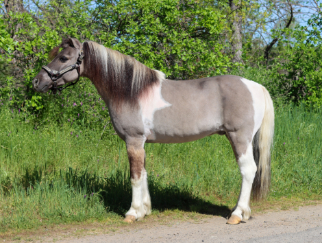 HorseID: 2310756 Poncho - PhotoID: 1095442