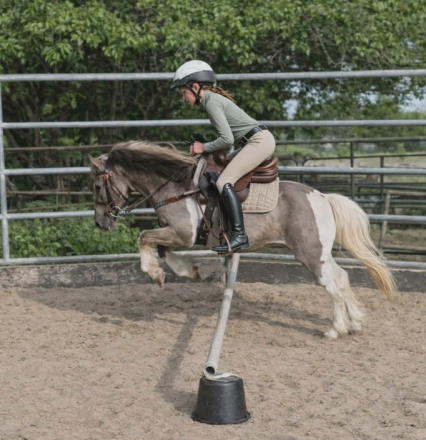 HorseID: 2310756 Poncho - PhotoID: 1095442