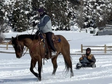 HorseID: 2310758 Rarens Poco Posh - PhotoID: 1095444