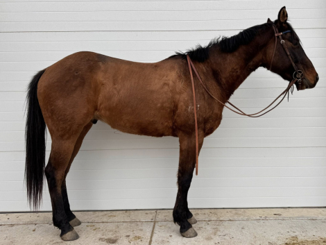 HorseID: 2310758 Rarens Poco Posh - PhotoID: 1095445