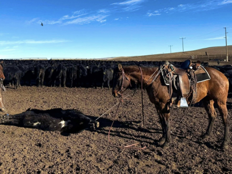 HorseID: 2310758 Rarens Poco Posh - PhotoID: 1095446