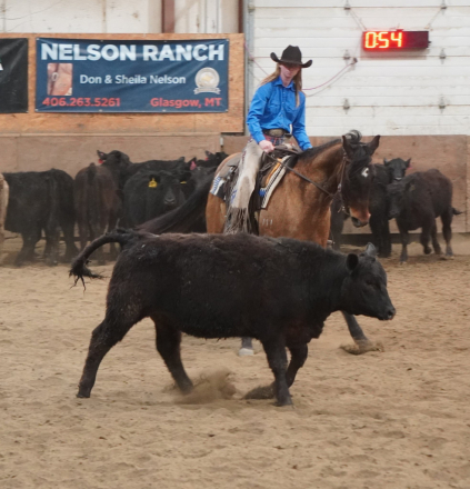 HorseID: 2310758 Rarens Poco Posh - PhotoID: 1095447