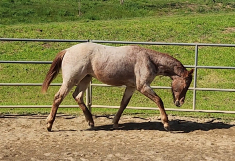 HorseID: 2310762 Hot Tuck N Go - PhotoID: 1095448