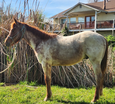 HorseID: 2310762 Hot Tuck N Go - PhotoID: 1095449