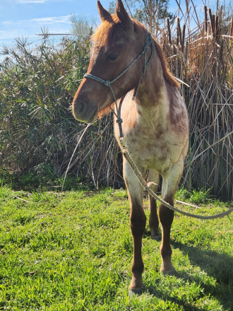 HorseID: 2310762 Hot Tuck N Go - PhotoID: 1095450