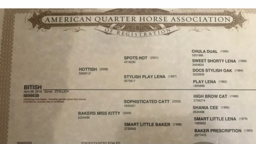 HorseID: 2310762 Hot Tuck N Go - PhotoID: 1095451