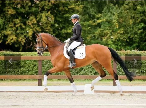 HorseID: 2310764 Finale - PhotoID: 1095452