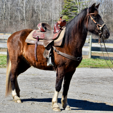 HorseID: 2310769 Clementine - PhotoID: 1095453