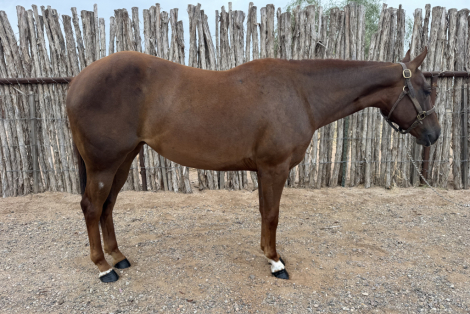 HorseID: 2310770 Made A Legacy - PhotoID: 1095454