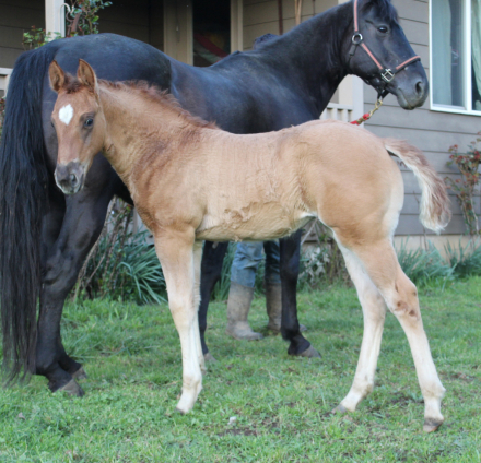 HorseID: 2310771 Smart Charity Forever - PhotoID: 1095455