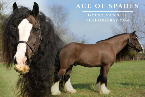 HorseID: 2310774 Ace of Spades - PhotoID: 1095463