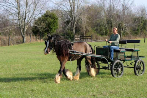 HorseID: 2310774 Ace of Spades - PhotoID: 1095464