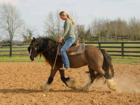 HorseID: 2310774 Ace of Spades - PhotoID: 1095465