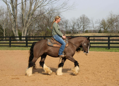 HorseID: 2310774 Ace of Spades - PhotoID: 1095466