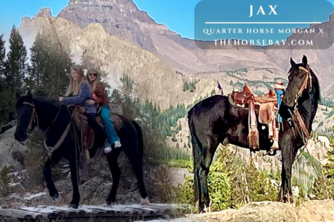 HorseID: 2310775 Jax - PhotoID: 1095468