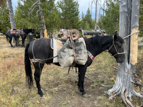 HorseID: 2310775 Jax - PhotoID: 1095469