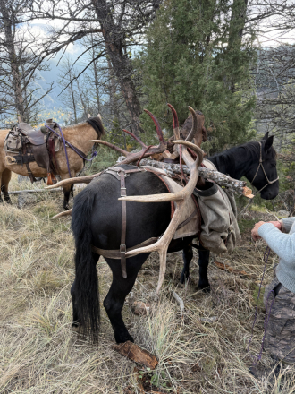 HorseID: 2310775 Jax - PhotoID: 1095470