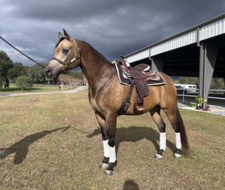 HorseID: 2310777 El Paso Kid CA - PhotoID: 1095473