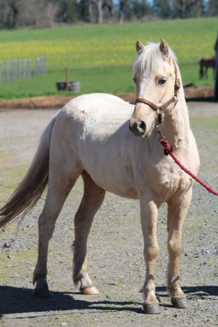 HorseID: 2310778 QT - PhotoID: 1095474