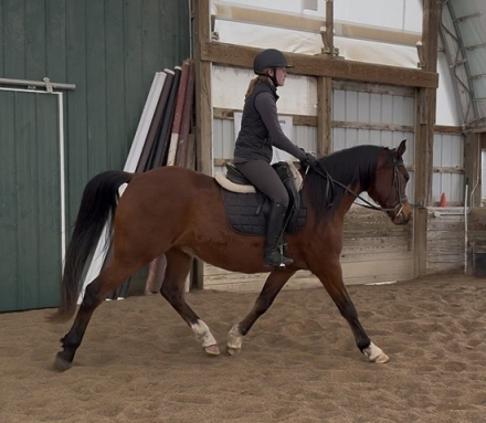 HorseID: 2310780 Silentt Honor - PhotoID: 1095476