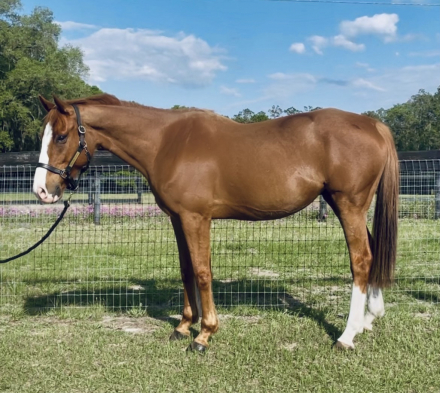 HorseID: 2310781 Totalitarian - PhotoID: 1095475