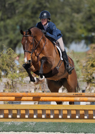 HorseID: 2310783 Fernhill Candy Time - PhotoID: 1095477