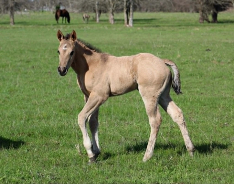 HorseID: 2310786 ALL DUN IN SILVER X AMYS POCO DAKOTA - PhotoID: 1095481