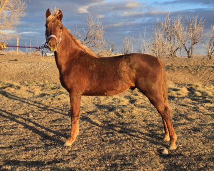 HorseID: 2310787 BAMF Agni Kai - PhotoID: 1095482