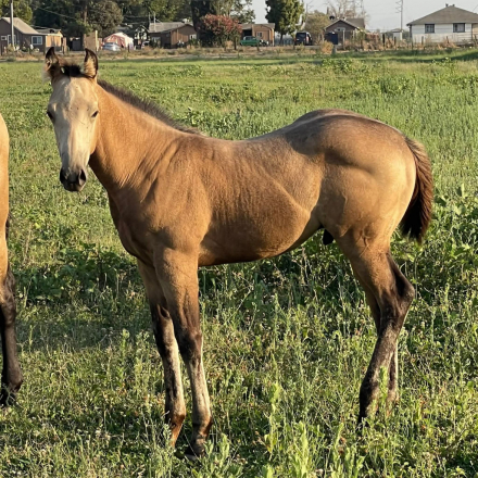 HorseID: 2310788 Ima Bold Ruler - PhotoID: 1095483