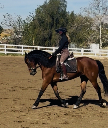 HorseID: 2310789 Penny - PhotoID: 1095485