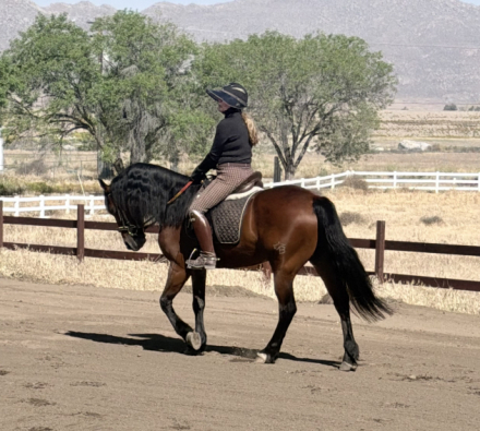 HorseID: 2310789 Penny - PhotoID: 1095486