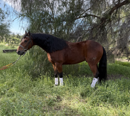 HorseID: 2310789 Penny - PhotoID: 1095487