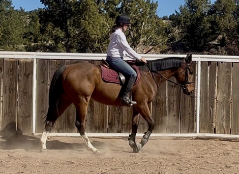 HorseID: 2310793 Roman Eyes - PhotoID: 1095488