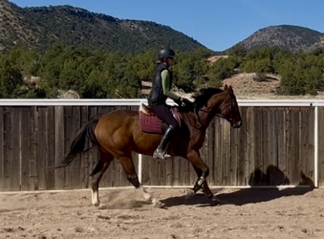 HorseID: 2310793 Roman Eyes - PhotoID: 1095489