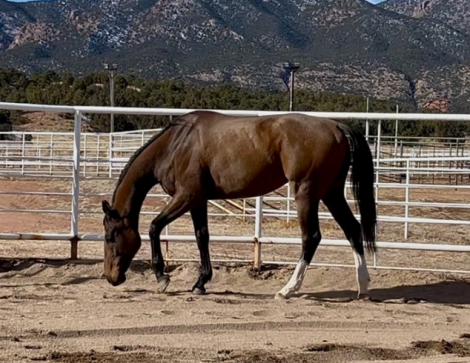 HorseID: 2310793 Roman Eyes - PhotoID: 1095490