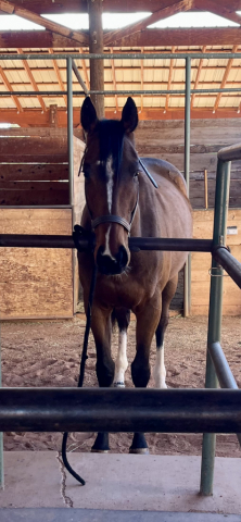 HorseID: 2310793 Roman Eyes - PhotoID: 1095491