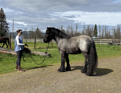 HorseID: 2310797 Marlfields Tobias - PhotoID: 1095493