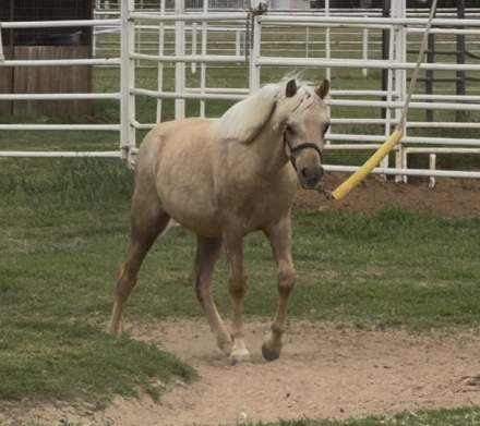 HorseID: 2310798 Ain't No Shamrock - PhotoID: 1095521