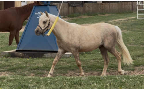 HorseID: 2310798 Ain't No Shamrock - PhotoID: 1095522