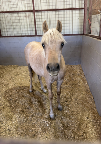 HorseID: 2310798 Ain't No Shamrock - PhotoID: 1095523