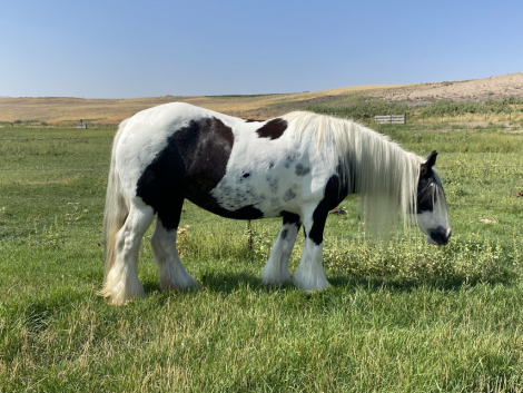 HorseID: 2310800 Gypsylands Kymanna - PhotoID: 1095494