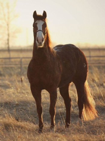 HorseID: 2310801 ARC CUSTOM MADE - PhotoID: 1095495