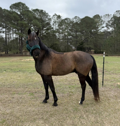 HorseID: 2310806 Jaguar - PhotoID: 1095496